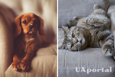Як прибрати шерсть собак і кішок з дивана