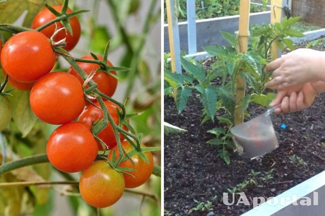 Чим підживлювати томати під час посадки для багатого врожаю