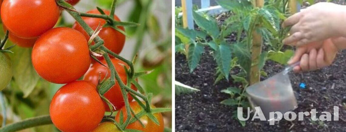 Чем подкармливать томаты во время посадки для богатого урожая