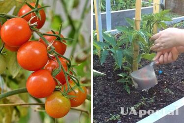 Як удобрити помідори під час посадки у відкритий грунт