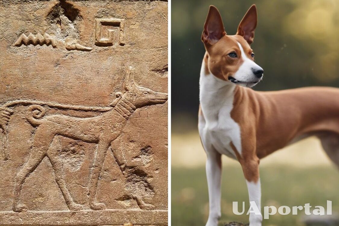 Супроводжували фараонів у загробний світ: які породи собак ніколи не розбудять вас гавкотом