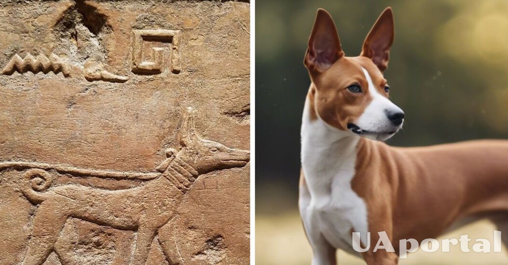 Сопровождали фараонов в загробный мир: какие породы собак никогда не разбудят вас лаем