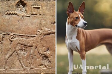 Супроводжували фараонів у загробний світ: які породи собак ніколи не розбудять вас гавкотом