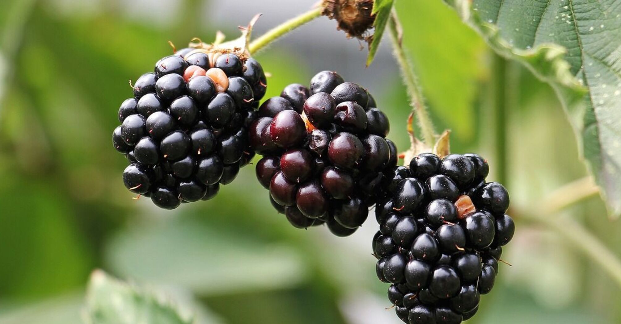 Секрет крупных и сладких ягод: названы пять органических удобрений для ежевики