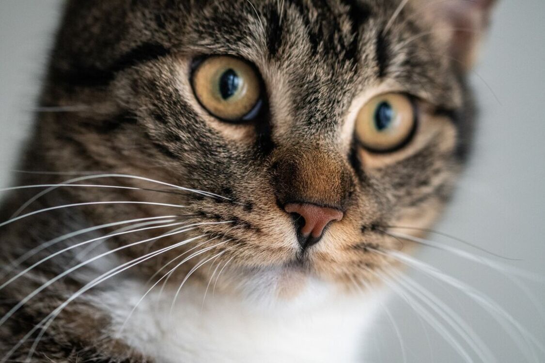 Власники котів оцінять: як самостійно зробити спрей від бліх