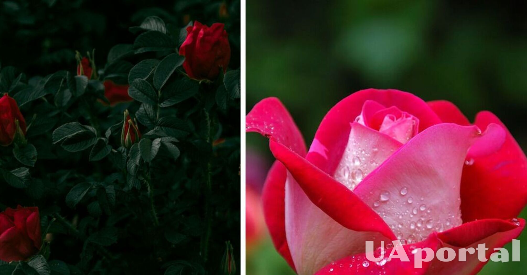 Почему не цветут розы: распространенные ошибки садоводов