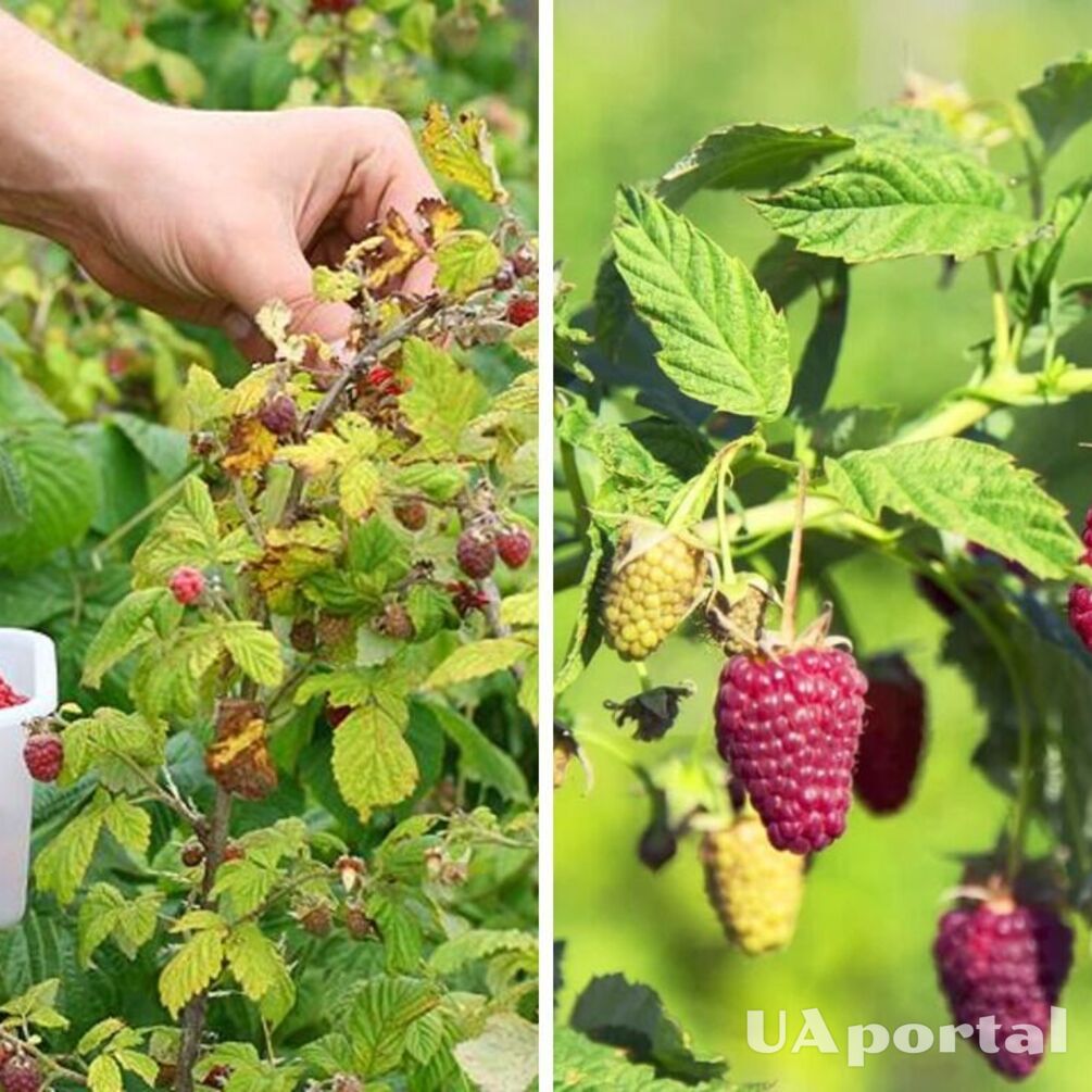 Дешевое удобрение для богатого урожая: как подкормить кусты малины с помощью отходов