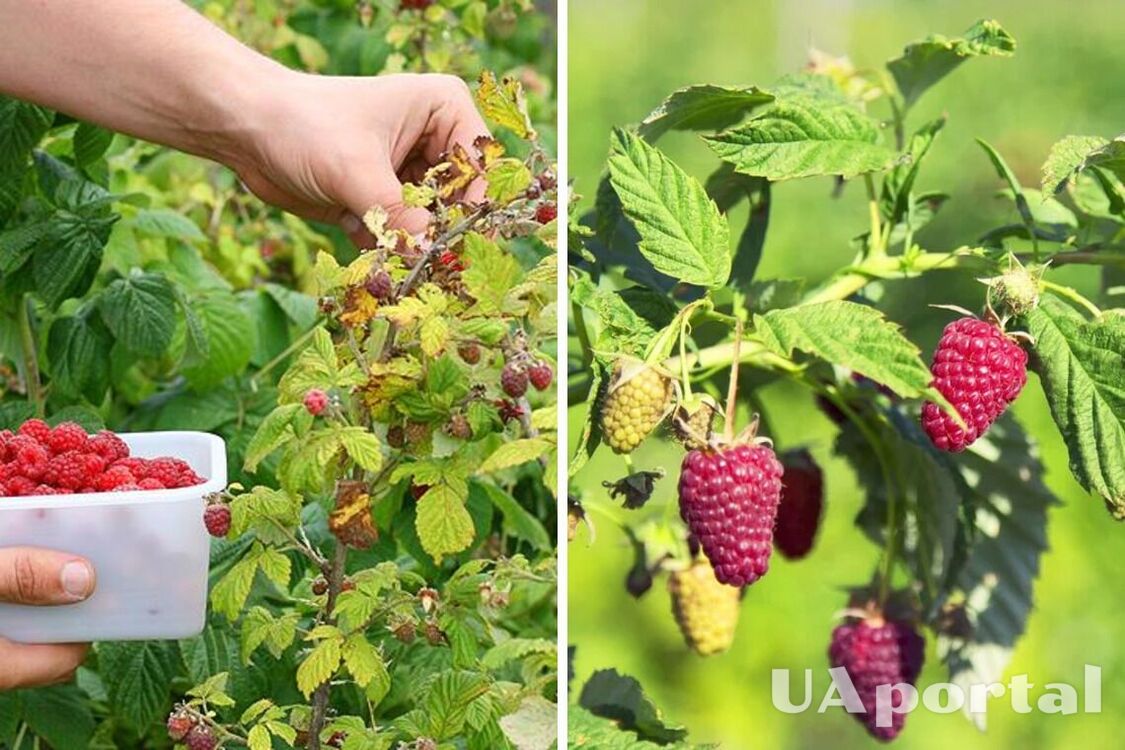 Дешевое удобрение для богатого урожая: как подкормить кусты малины с помощью отходов