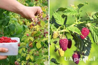 Как подкармливать малину с помощью отходов