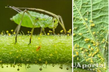 How to protect plants in the garden from aphids
