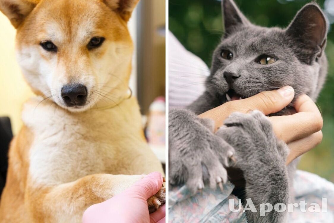 Почему у кошек когти втягиваются, а у собаки нет: научное объяснение