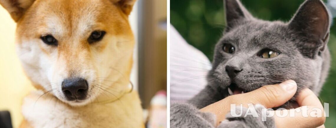 Почему у кошек когти втягиваются, а у собаки нет: научное объяснение