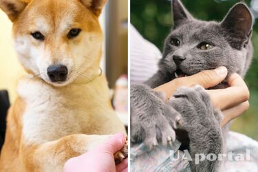 Почему у кошек когти втягиваются, а у собаки нет: научное объяснение