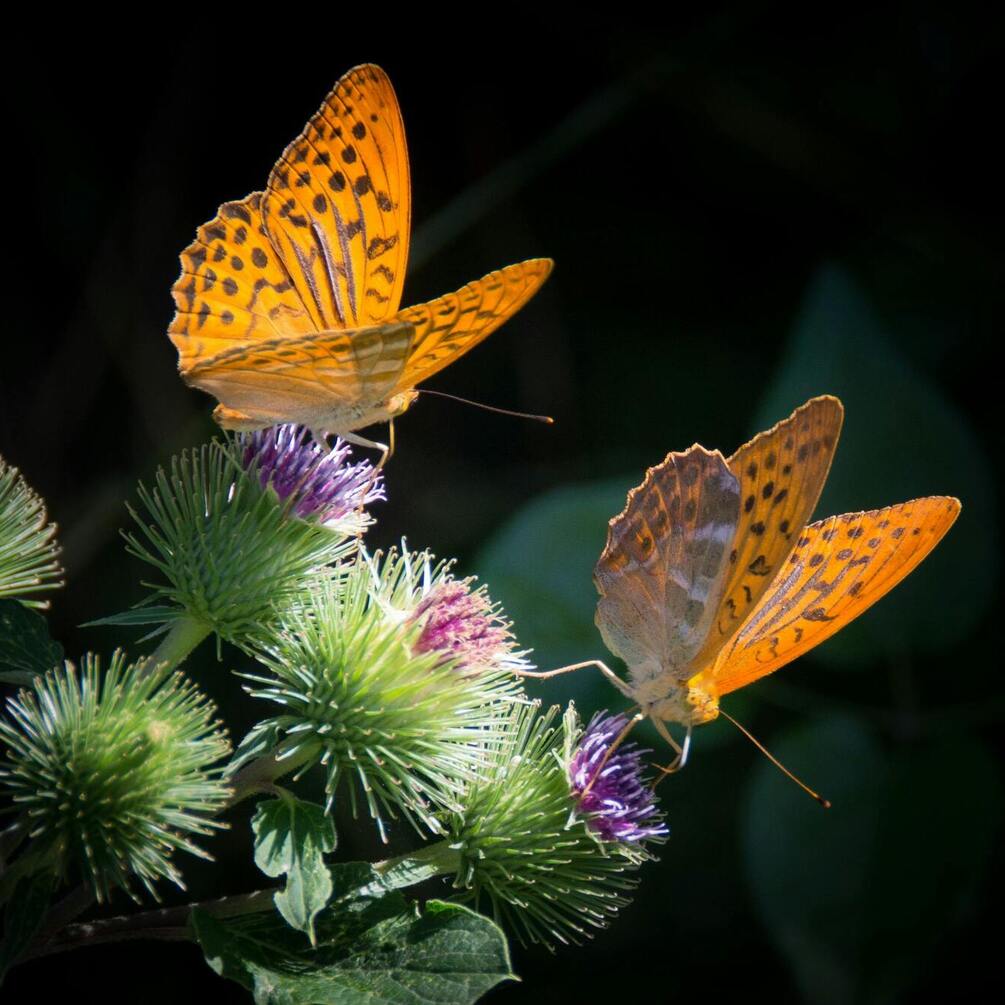 Эксперты назвали простой способ увеличить количество бабочек в саду вдвое: помогут опылять деревья