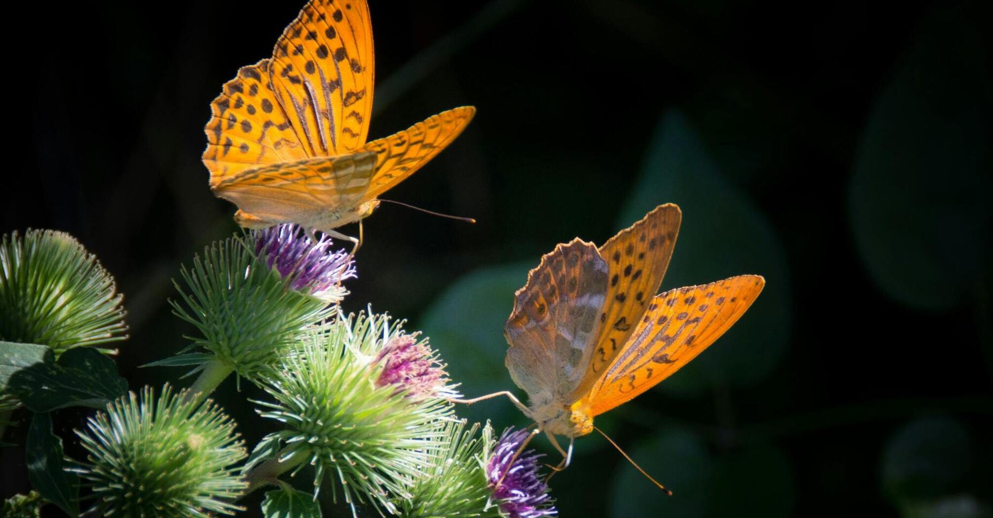 Експерти назвали простий спосіб збільшити кількість метеликів у саду удвічі: допоможуть запилювати дерева
