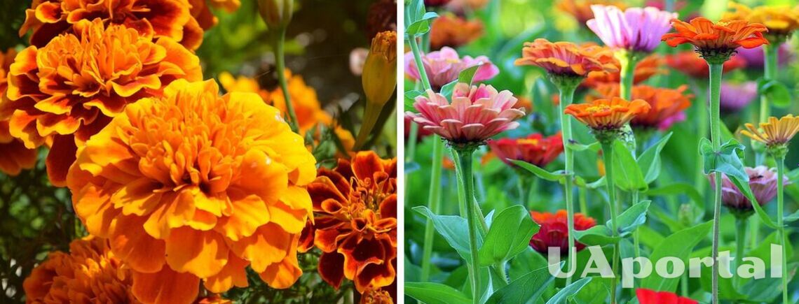 Садівники розповіли, які рослини треба висіювати у травні, щоб мати пишне літнє цвітіння
