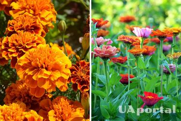 Садівники розповіли, які рослини треба висіювати у травні, щоб мати пишне літнє цвітіння