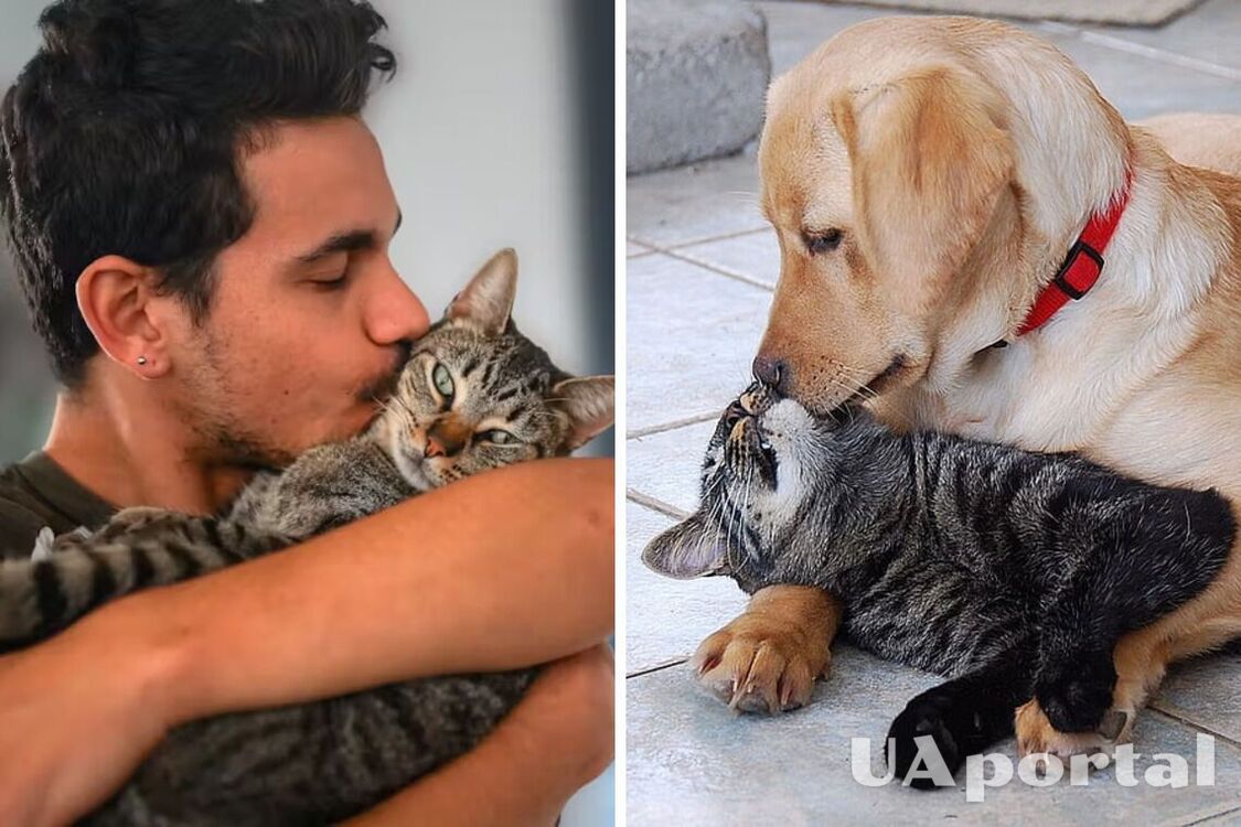 Почему не стоит целовать собак или кошек: какие риски для здоровья