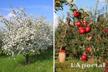 Чем подкармливать деревья, чтобы плоды были сладкими