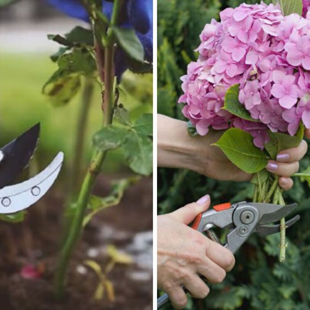 Какие 3 вида цветов обязательно нужно обрезать для пышного цветения летом