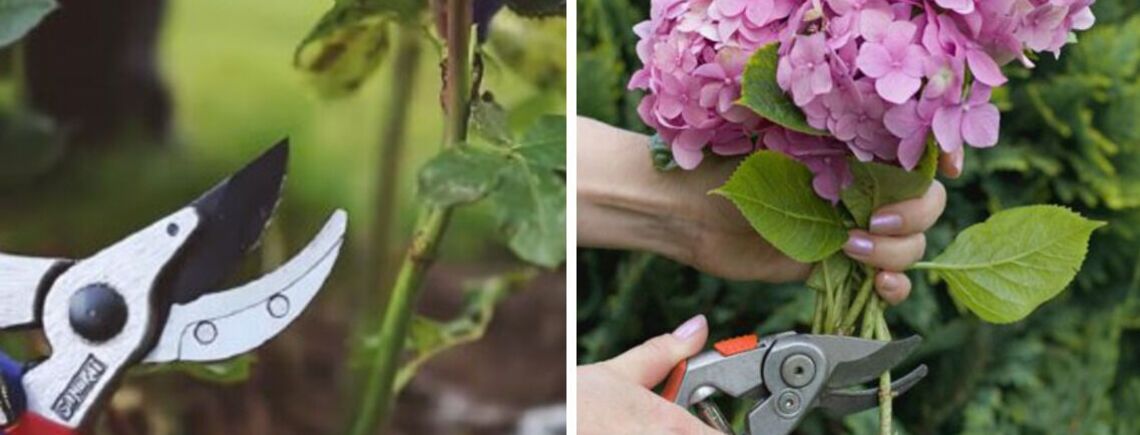 Які 3 види квітів обов'язкового треба обрізати для пишного квітіння влітку