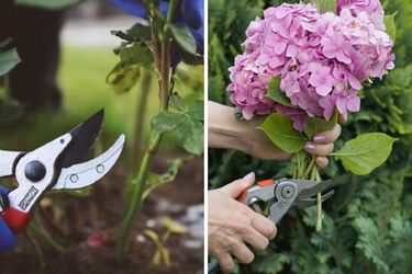 Какие цветы обязательно нужно обрезать весной