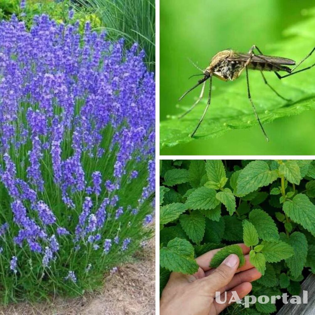 Посадіть ці три рослини біля будинку й позбудетеся набридливих комарів