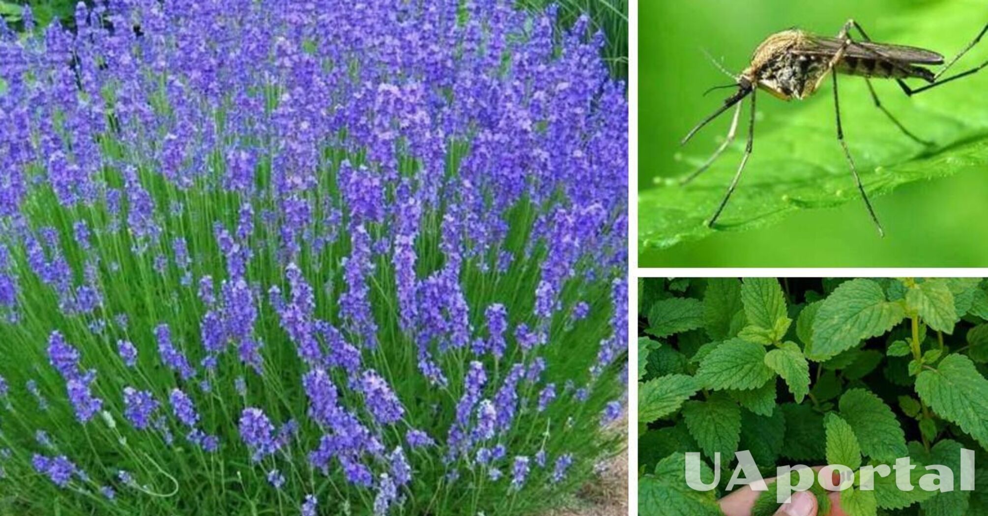 Посадите эти три растения возле дома и избавитесь от надоедливых комаров
