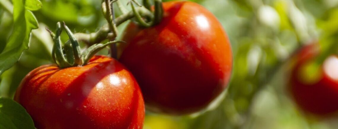 Названо найдієвіші народні засоби, які збережуть помідори від фітофтори