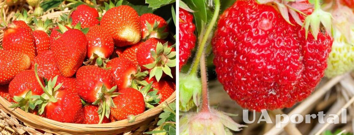 Чем подкармливать кусты клубники, чтобы получить огромный урожай ягод