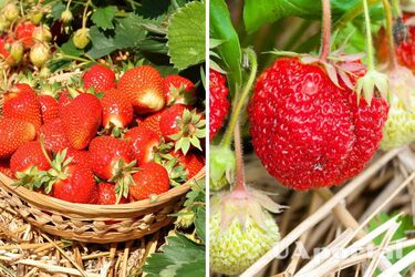 Как подкармливать клубнику весной для богатого урожая