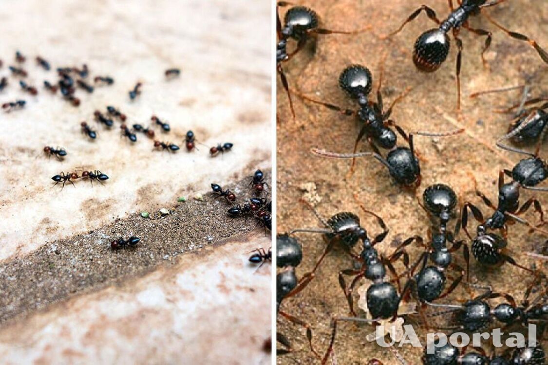 Як позбавитись від мурах у домі: топ дієвих методів
