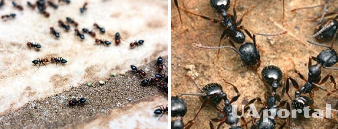 Як позбавитись від мурах у домі: топ дієвих методів