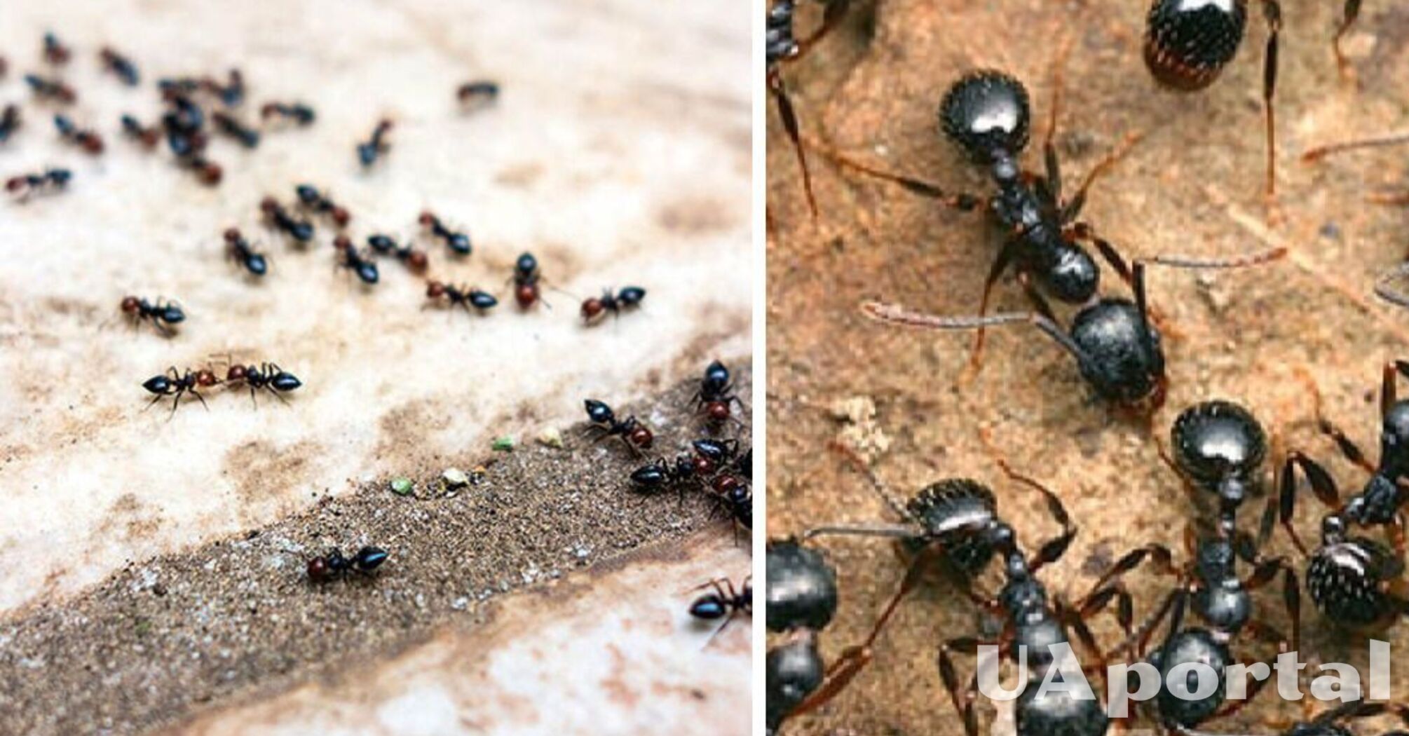 Как избавиться от муравьев в доме: топ действенных методов