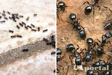 How to get rid of ants in the house: top effective methods