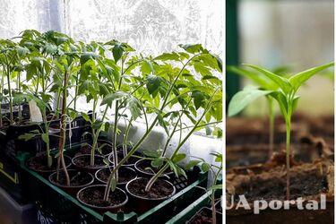 Як підгодувати та врятувати слабку розсаду