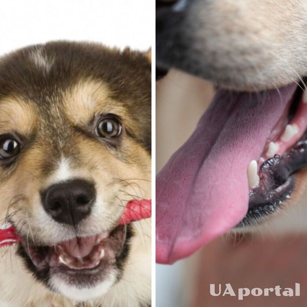 Збережете здоров‘я та навіть життя: чому собакам необхідно чистити зуби 