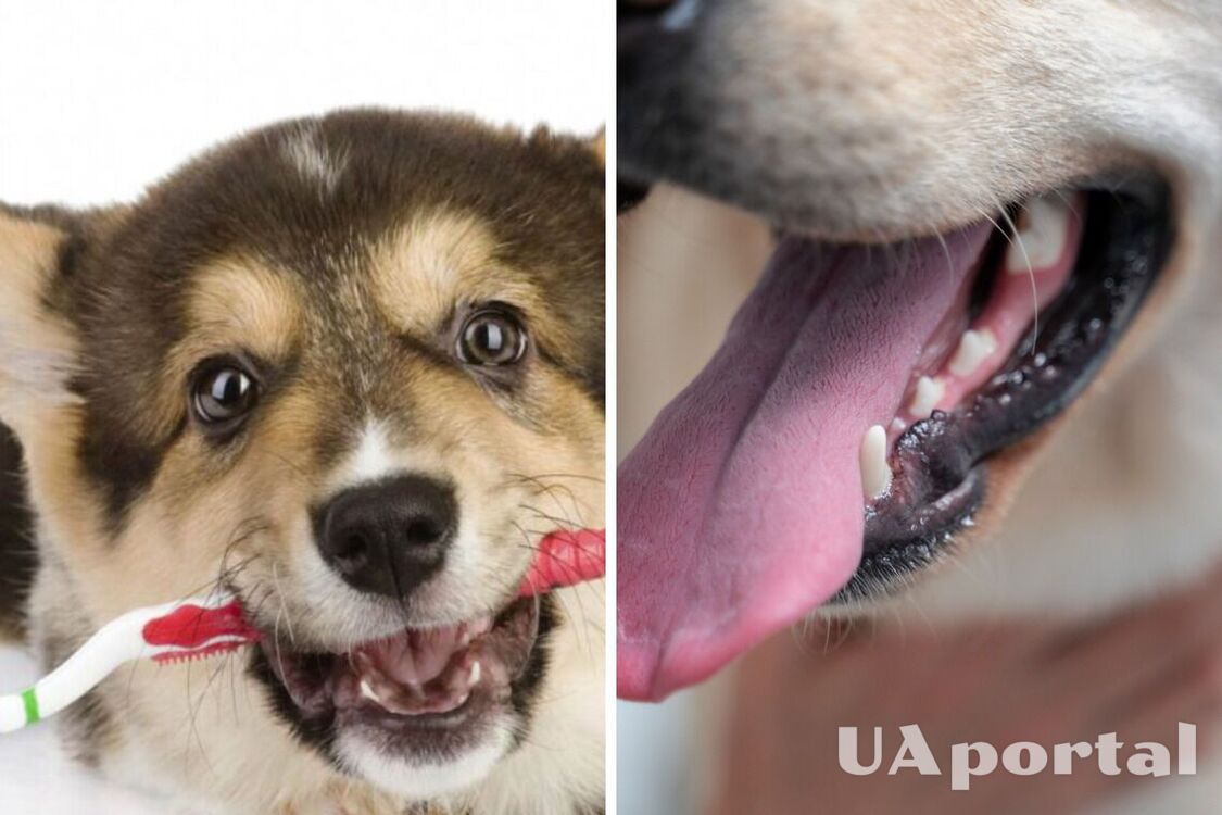 Сохраните здоровье и даже жизнь: почему собакам необходимо чистить зубы