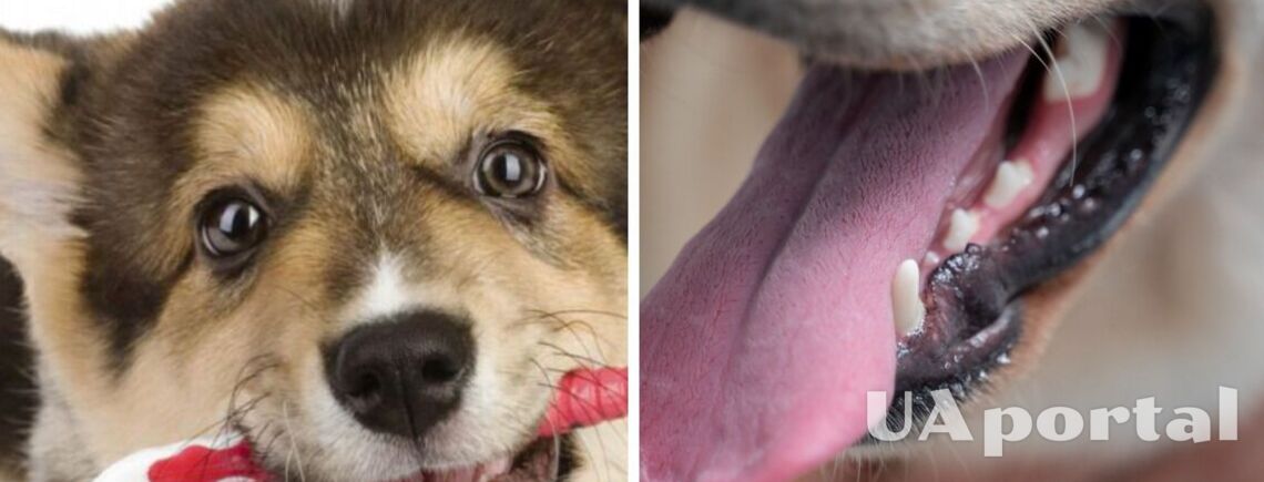 Сохраните здоровье и даже жизнь: почему собакам необходимо чистить зубы