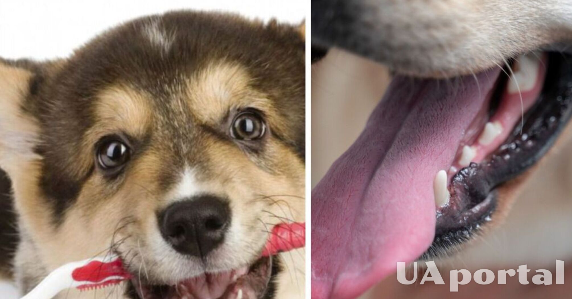 Збережете здоров‘я та навіть життя: чому собакам необхідно чистити зуби 