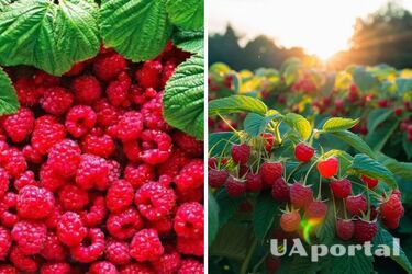 Потеряете весь урожай: чем нельзя подкармливать малину