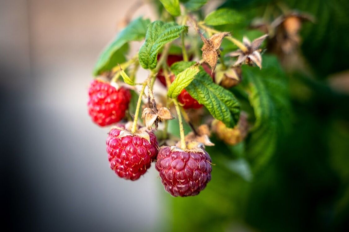Причина мелких и невкусных ягод: названы удобрения, которыми запрещено подпитывать малину