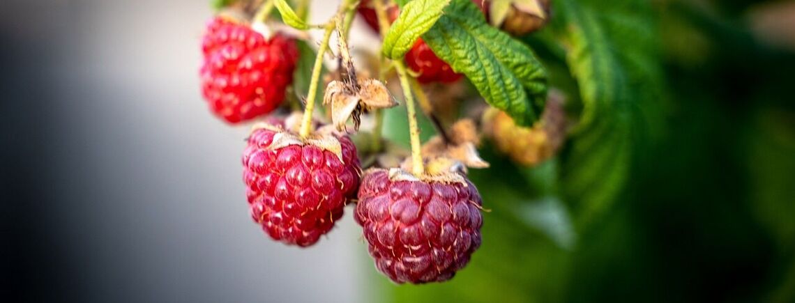 Причина мелких и невкусных ягод: названы удобрения, которыми запрещено подпитывать малину