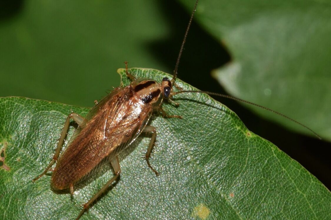 Рискуете привлечь тараканов: какие комнатные растения лучше не держать дома