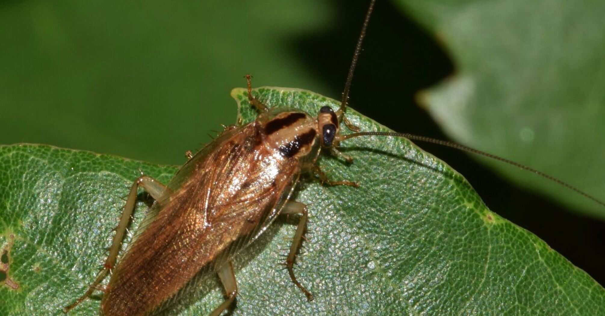 Рискуете привлечь тараканов: какие комнатные растения лучше не держать дома