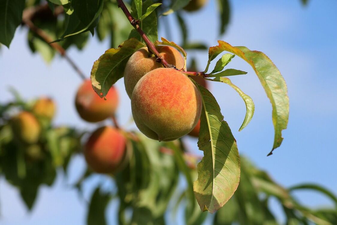 Захистіть персик від хвороб та шкідників: як правильно обробляти дерево після цвітіння