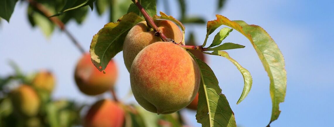 Захистіть персик від хвороб та шкідників: як правильно обробляти дерево після цвітіння