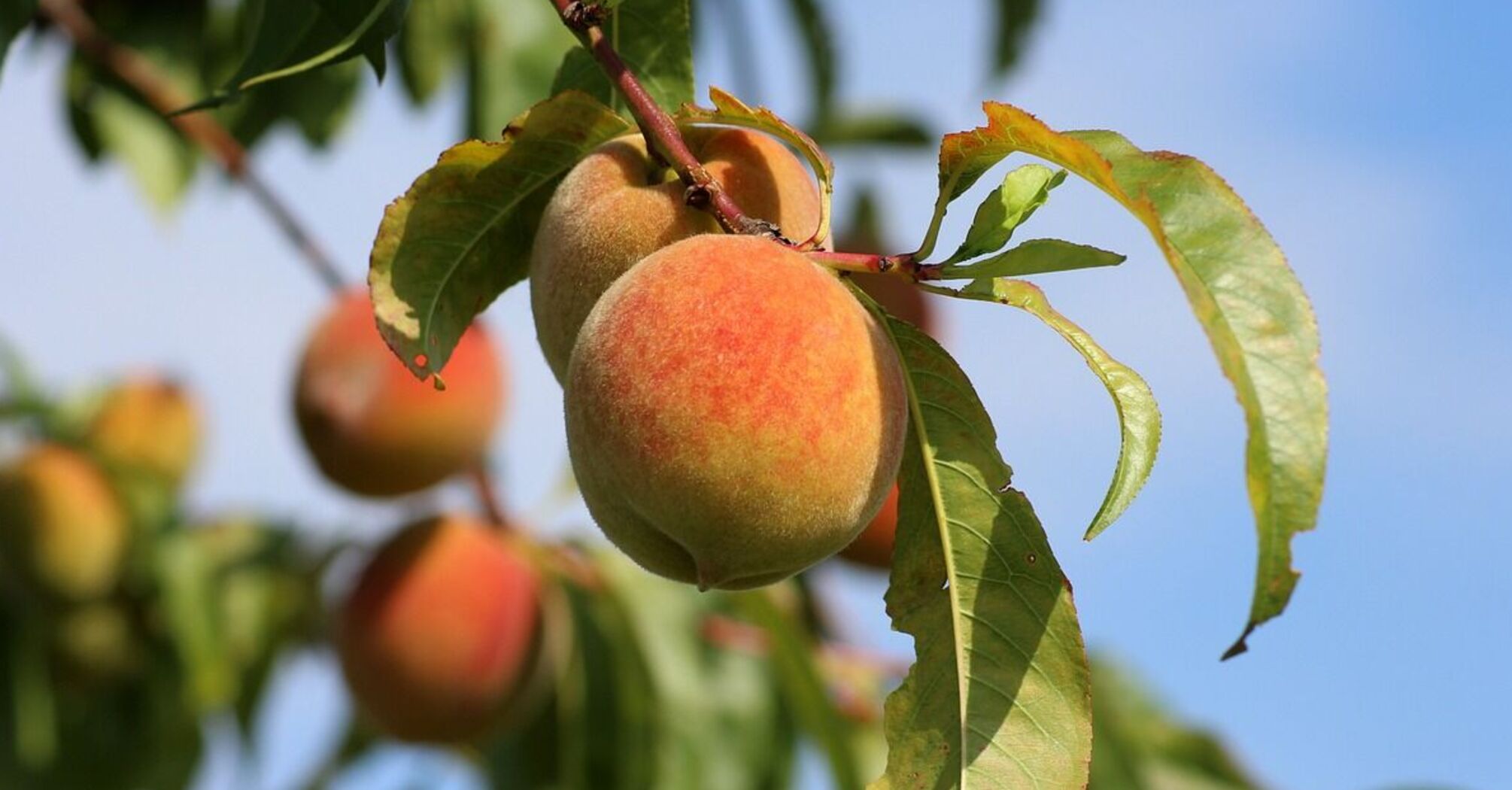 Защитите персик от болезней и вредителей: как правильно обрабатывать дерево после цветения