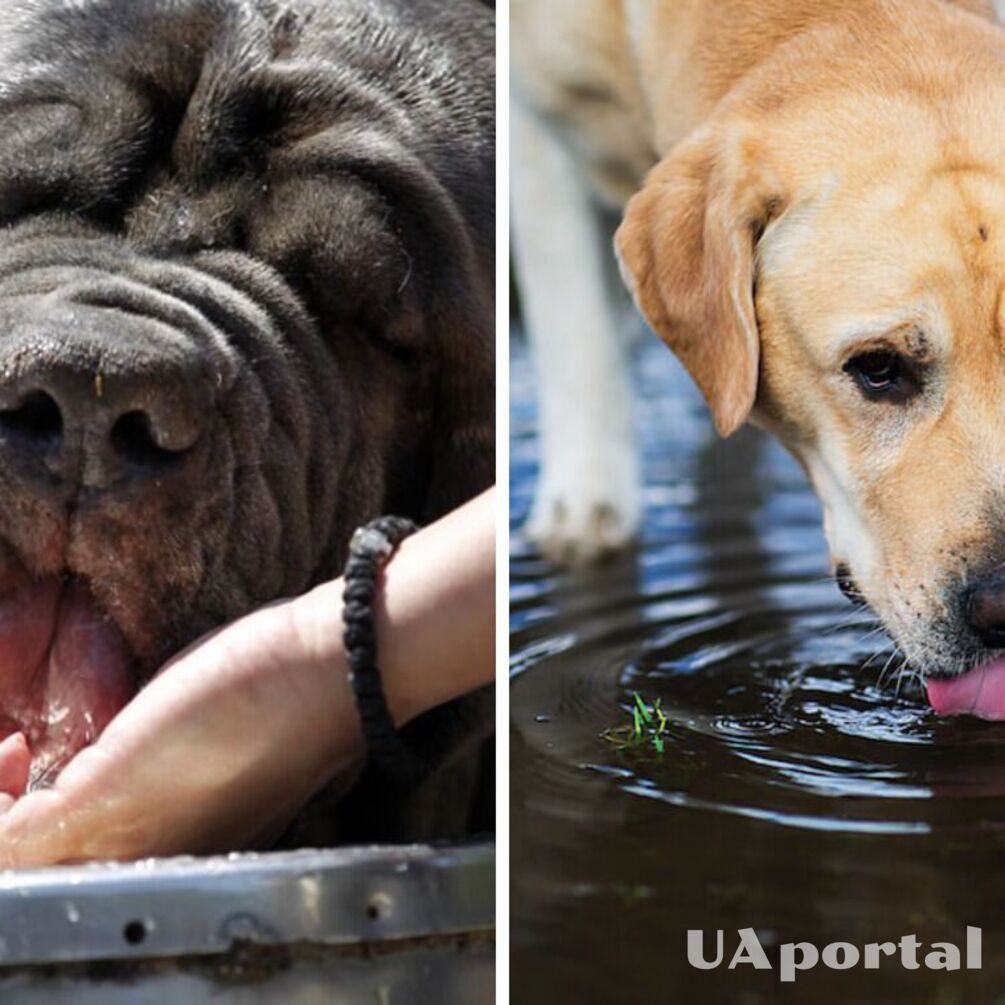 Собака пьет много воды: в чем причина и нужно ли обращаться к ветеринару