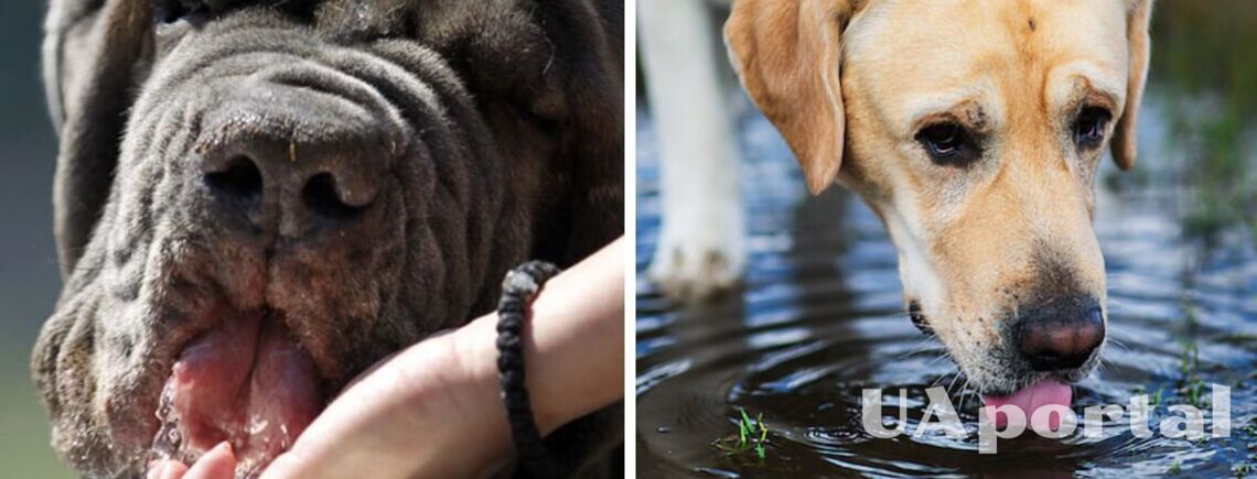 Собака п‘є багато води: в чому причина та чи треба звертатись до ветеринара